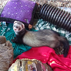 Photo of Ferrets