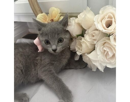 TITUSVILLE, FL - Russian Blue. Meet Casper a Pet for Adoption ...