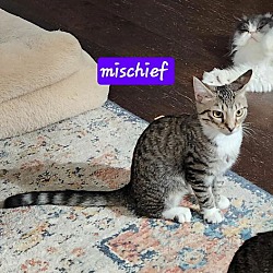 Thumbnail photo of Mischief #1