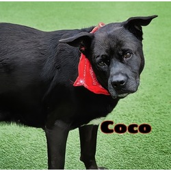 Thumbnail photo of Coco #1