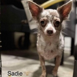 Thumbnail photo of Sadie #2