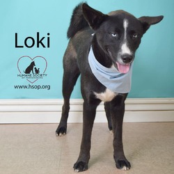 Thumbnail photo of Loki #1