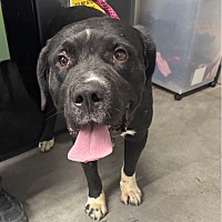 adopt a pet