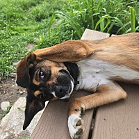 adopt a pet