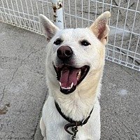 adopt-pet