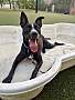 ANDERSON - Australian Cattle Dog / American Pit Bull Terrier available for adoption