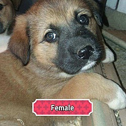 Thumbnail photo of Shepard mix puppies #2