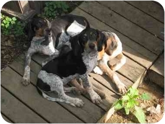 bluetick coonhound puppies for sale in texas purebred blue ticks adopted puppy cincinnati oh bluetick bluetick coonhound puppies for sale in texas purebred blue ticks adopted puppy cincinnati oh bluetick