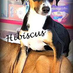 Thumbnail photo of Hibiscus ~ meet me! #1