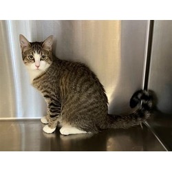 Photo of *CHIP