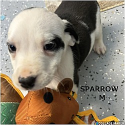 Thumbnail photo of Sparrow #1
