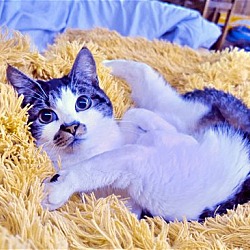 Photo of KAIRI - Offered by Owner - Calm and Friendly