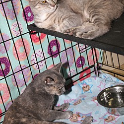 Thumbnail photo of June & Priscilla (Spayed) #2