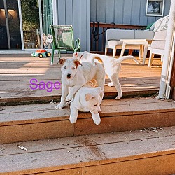 Thumbnail photo of Sage #4