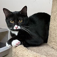 adopt a pet