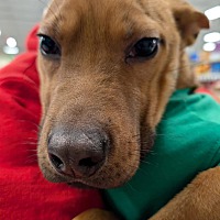 adopt a pet