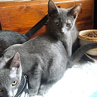 adopt a pet