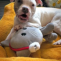 adopt a pet