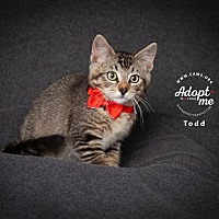 adopt a pet