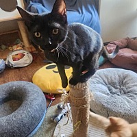 adopt a pet