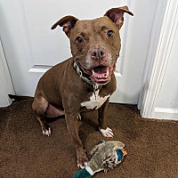 adopt a pet