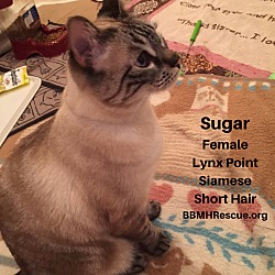 Thumbnail photo of Sugar #3