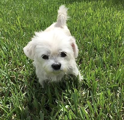 Palm Bay, FL - Maltese/Maltese. Meet Meesha a Pet for Adoption ...