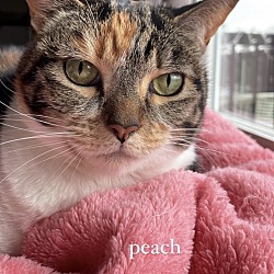 Photo of Peaches 