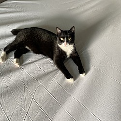 Photo of Binx