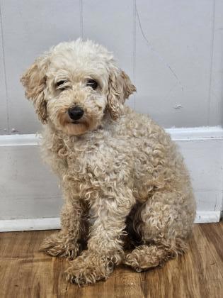 Malvern, PA - Poodle (Miniature). Meet Miley a Pet for Adoption ...