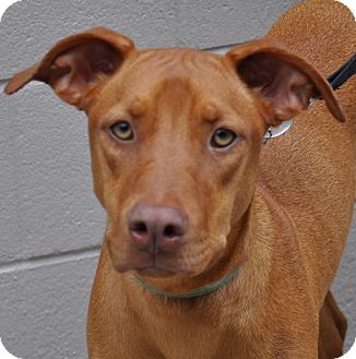 vizsla hound mix