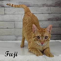 Photo of FUJI