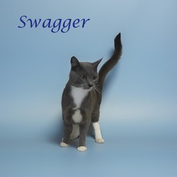 Thumbnail photo of Swagger C24-270 #4