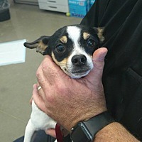 adopt a pet