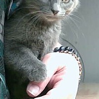 adopt a pet