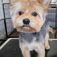 adopt a pet