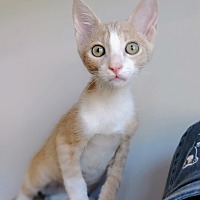 adopt a pet