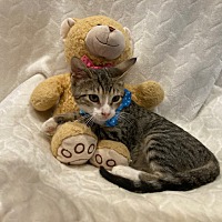 adopt a pet