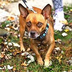 Thumbnail photo of Cinnamon-Adopted! #3
