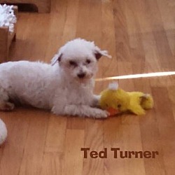 Thumbnail photo of Ted Turner*Adopted #2