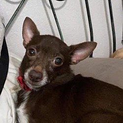 Photo of Poppy HHD