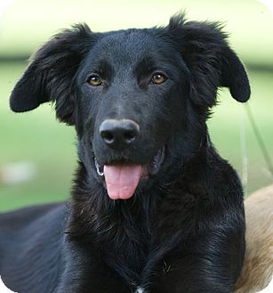 newfie shepherd mix