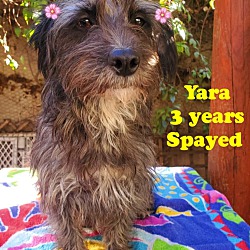 Photo of Yara
