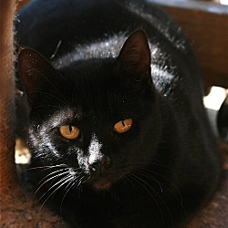 Thumbnail photo of Black Cat #1