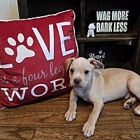 adopt a pet