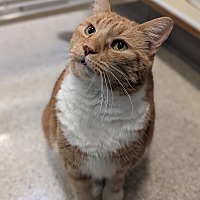 adopt a pet