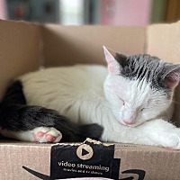 adopt a pet