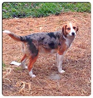 Hazard Ky Australian Shepherd Meet Madison A Pet For Adoption