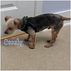 Thumbnail photo of Scooby #2