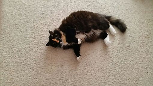 Grand Junction Co Calico Meet Honey A Pet For Adoption